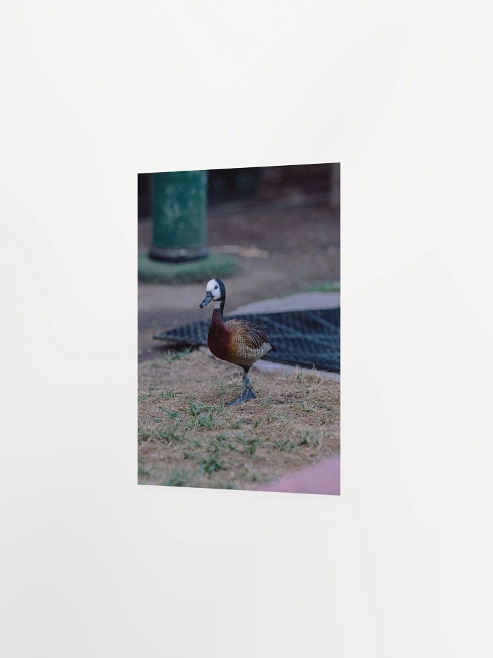 Bird #2 product image (4)