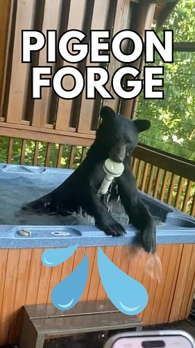 This Black Bear 🐻 was caught enjoying some time in a hot tub in Pigeon Forge, TN!  This was filmed by Felicia Pedigo.  Rememb...