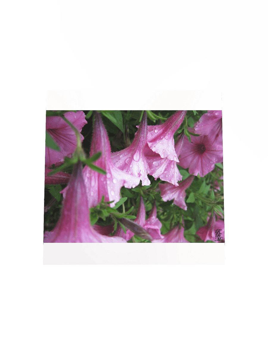 Dew Drops on Pink Flowers product image (14)