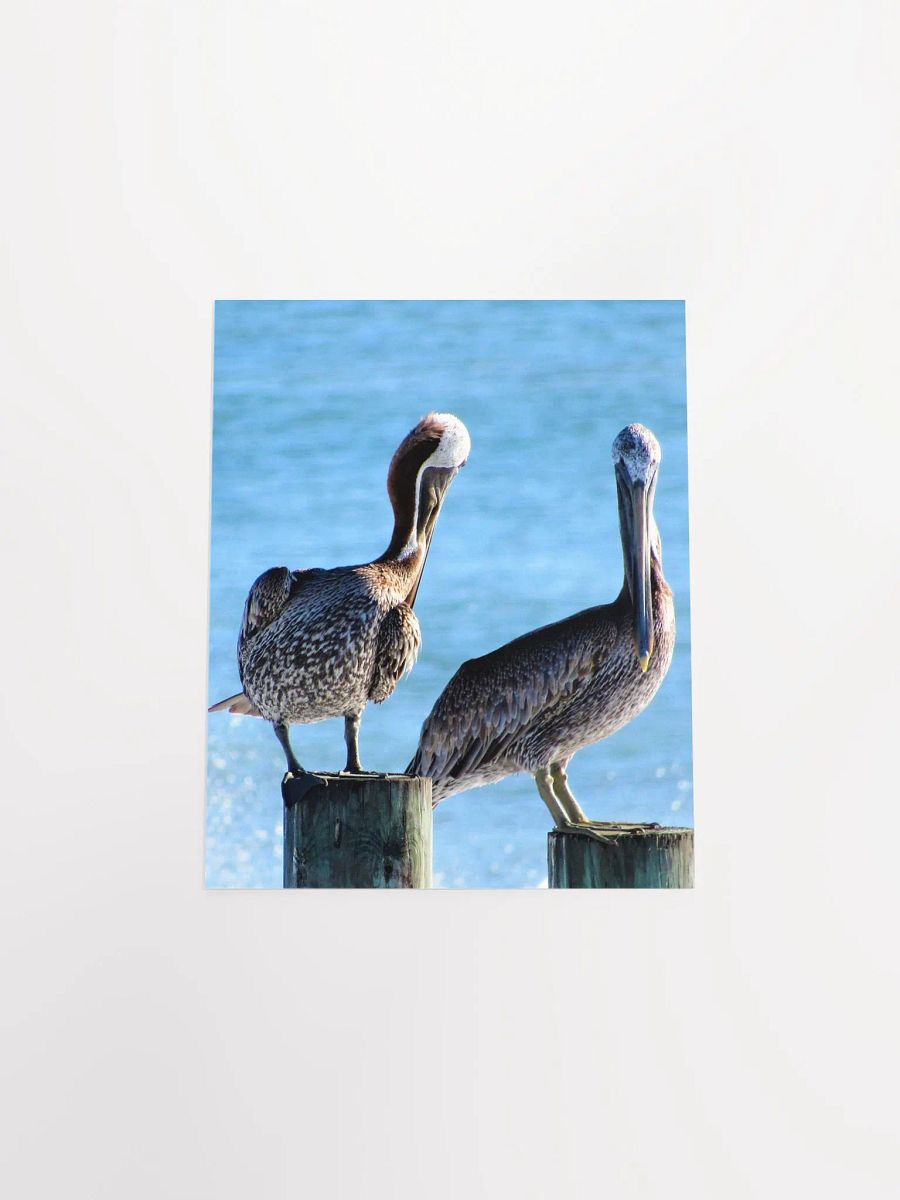 Pelicans product image (31)