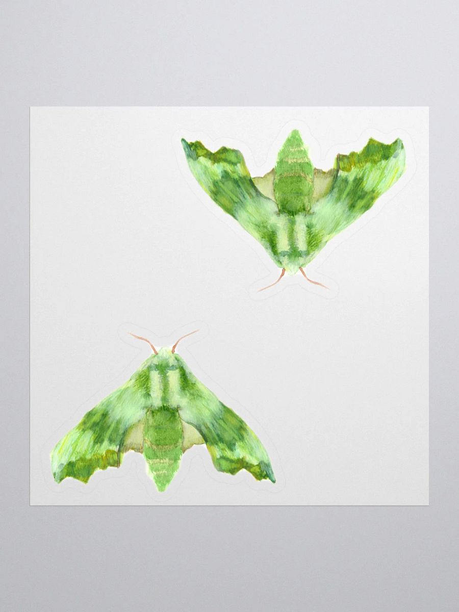 Lime Hawk Moth Sicker (x2) product image (1)