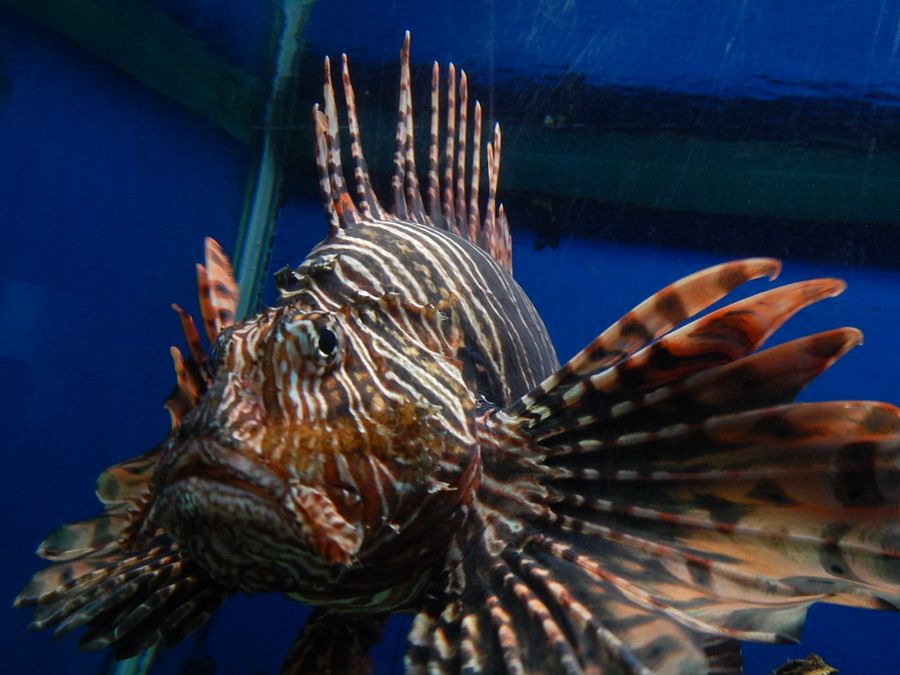 Fish product image (1)