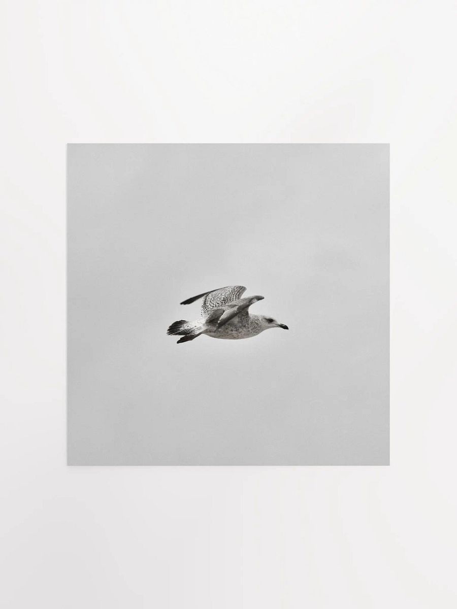 Young Gull in Flight BNW Square Poster product image (3)