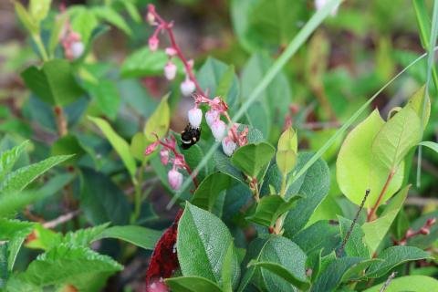 We thank the @u.s.forestservice for this article highlighting recent research findings centered on the impacts of #pollen nut...