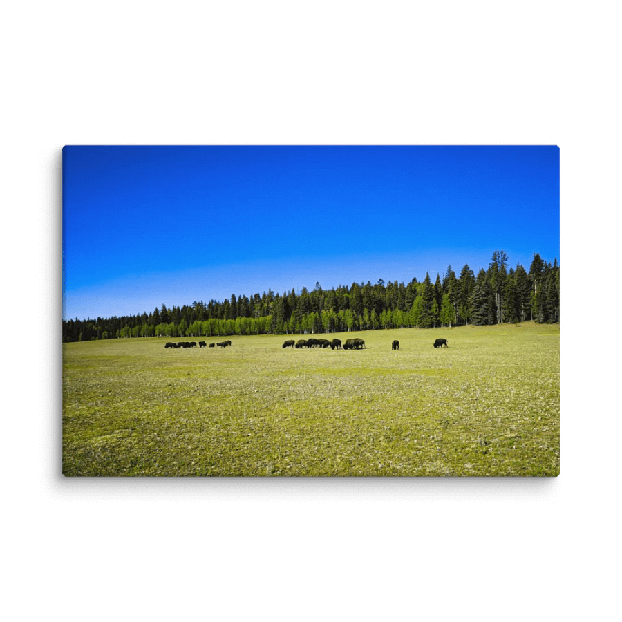 Grand Canyon Buffalo Graze product image (1)