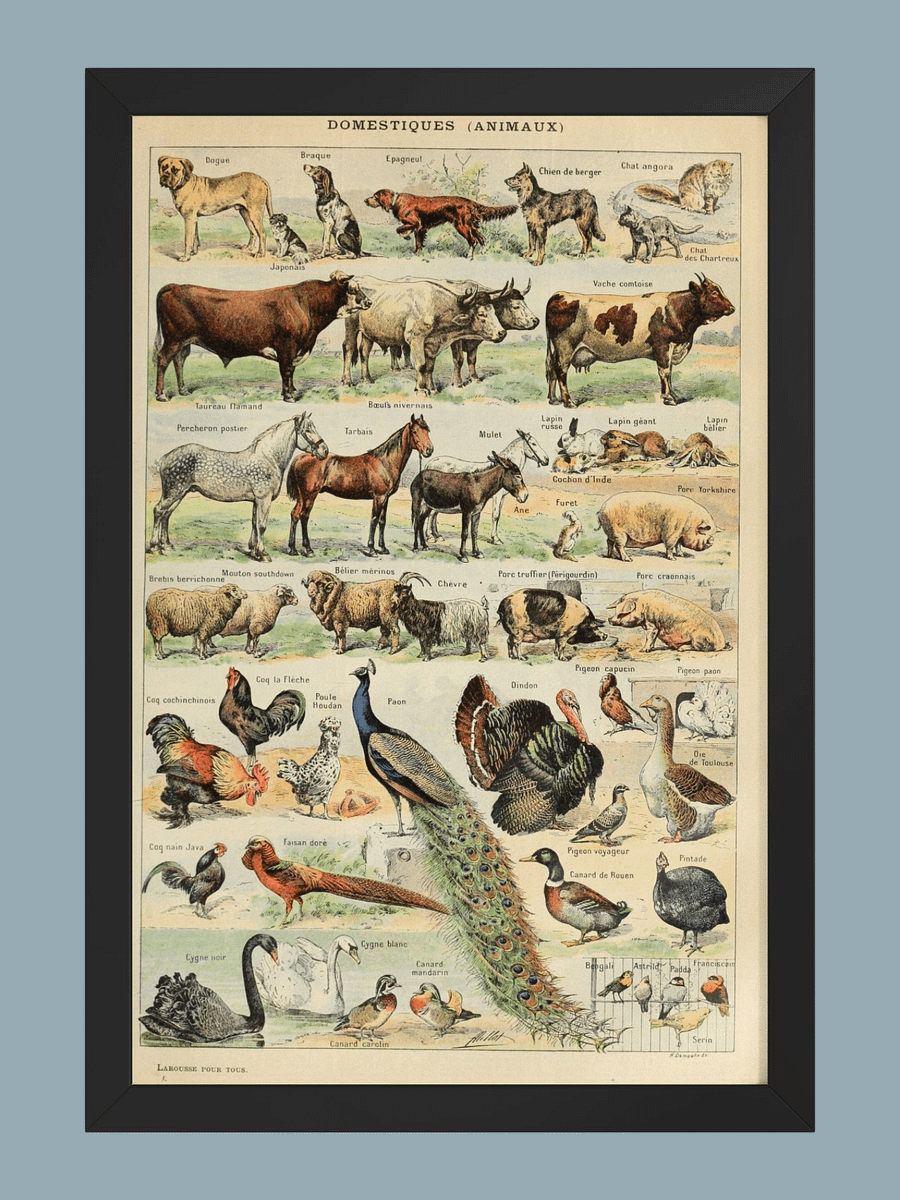 Le Larousse pour tous product image (2)