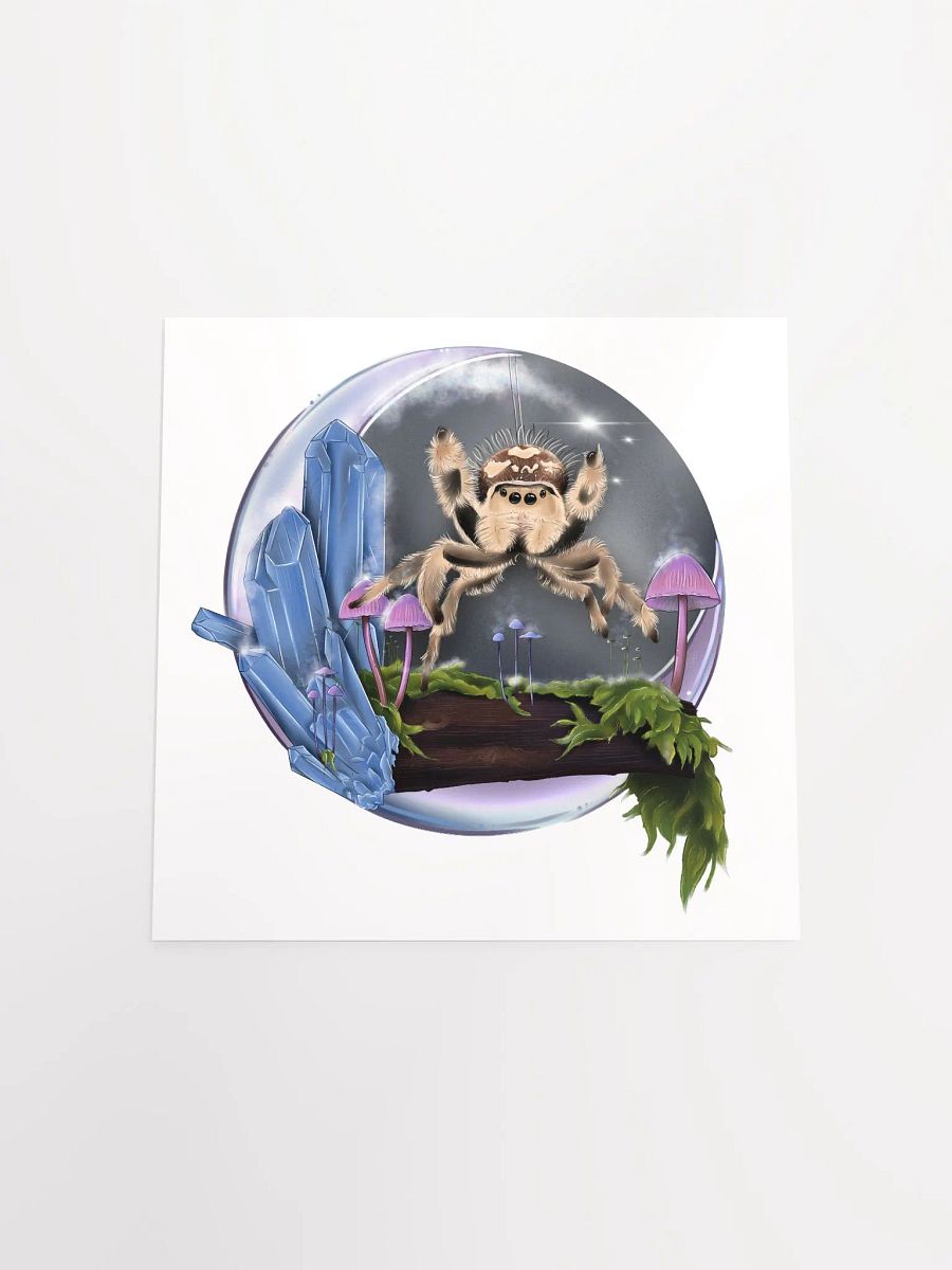 Phidippus regius product image (10)