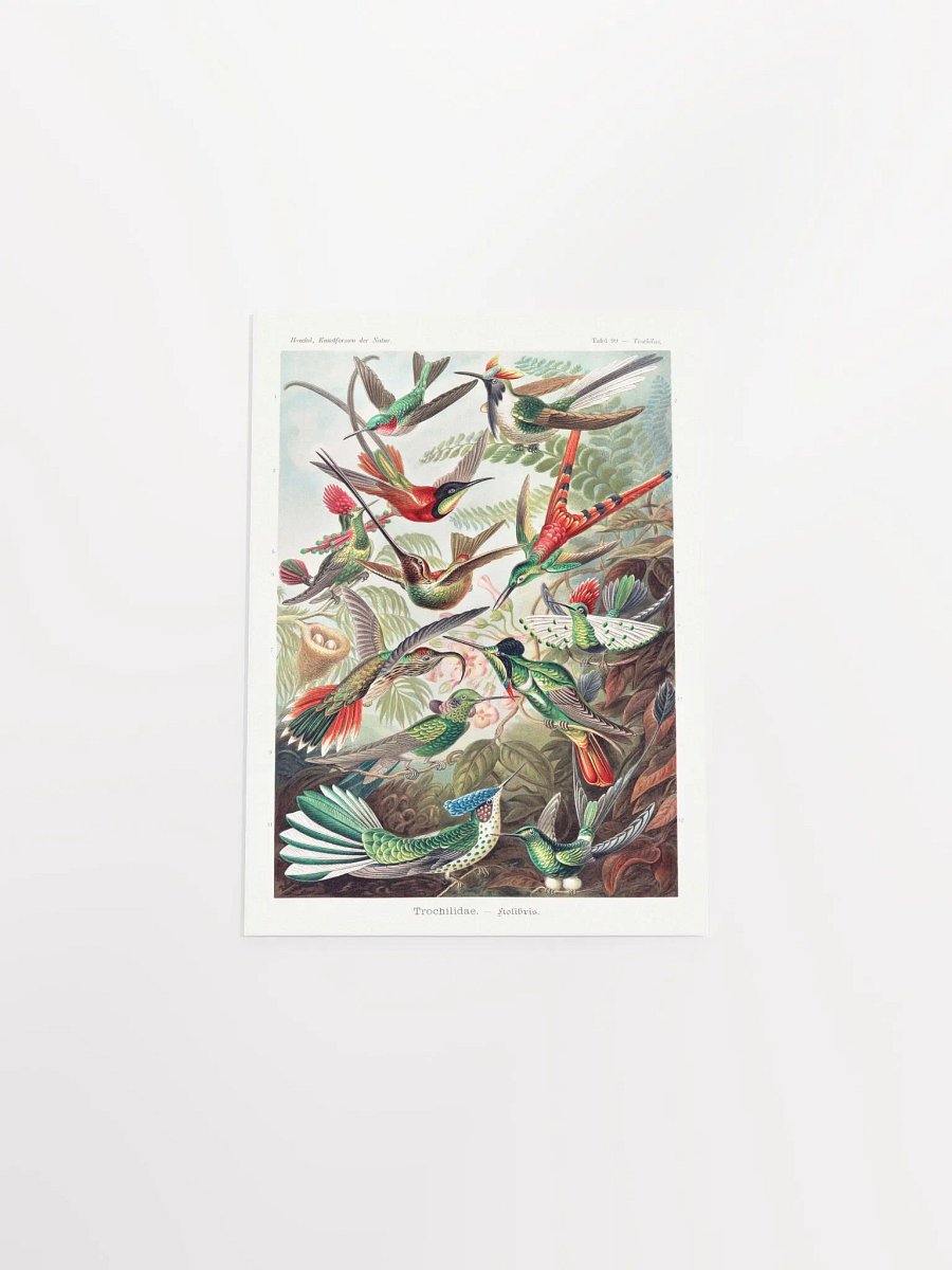 Kolibris product image (16)