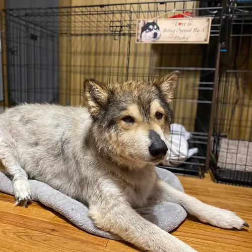 Hello everyone, a family member is in need this holiday season. Help Shiva, a beloved elderly dog, receive a peaceful, dignif...