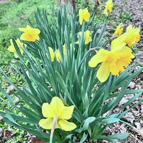 🌻Spring is officially here!🌻
Look at all the pretties popping up in the yard today...
Daffodils, grape hyacinths, wild violet...