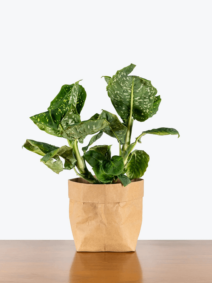 Dieffenbachia Reflector product image (1)