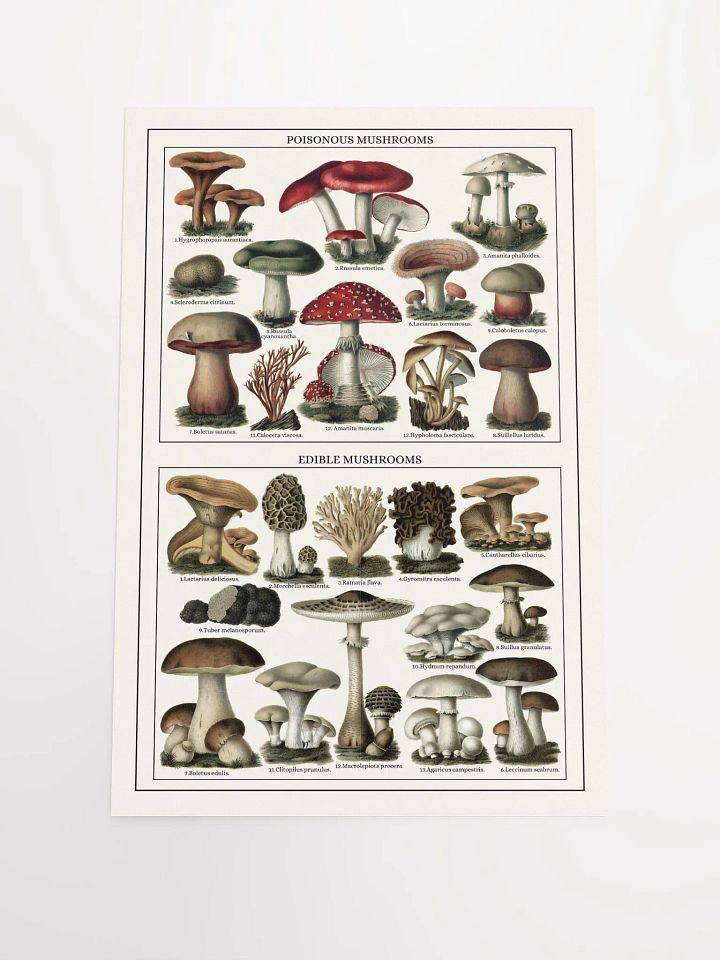 Mushroom Classification Chart Poster product image (1)