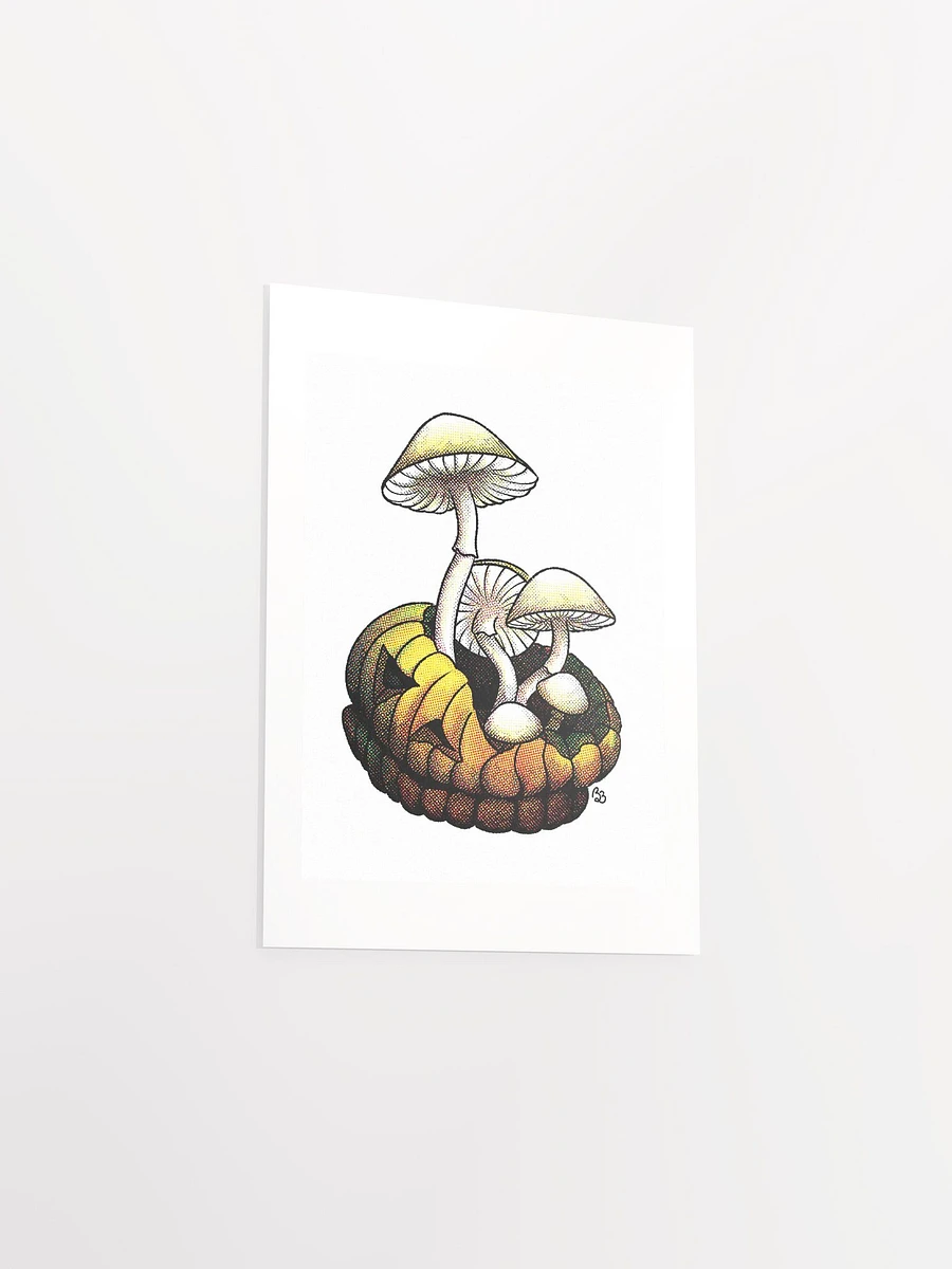 Mushroom product image (5)