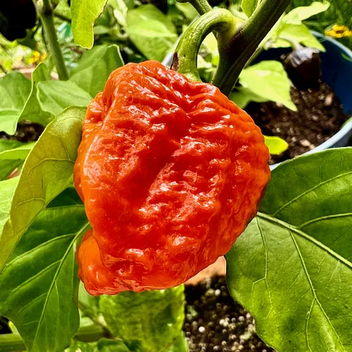 A picture-perfect 7 Pot Infinity. #IGrowHotPeppers
