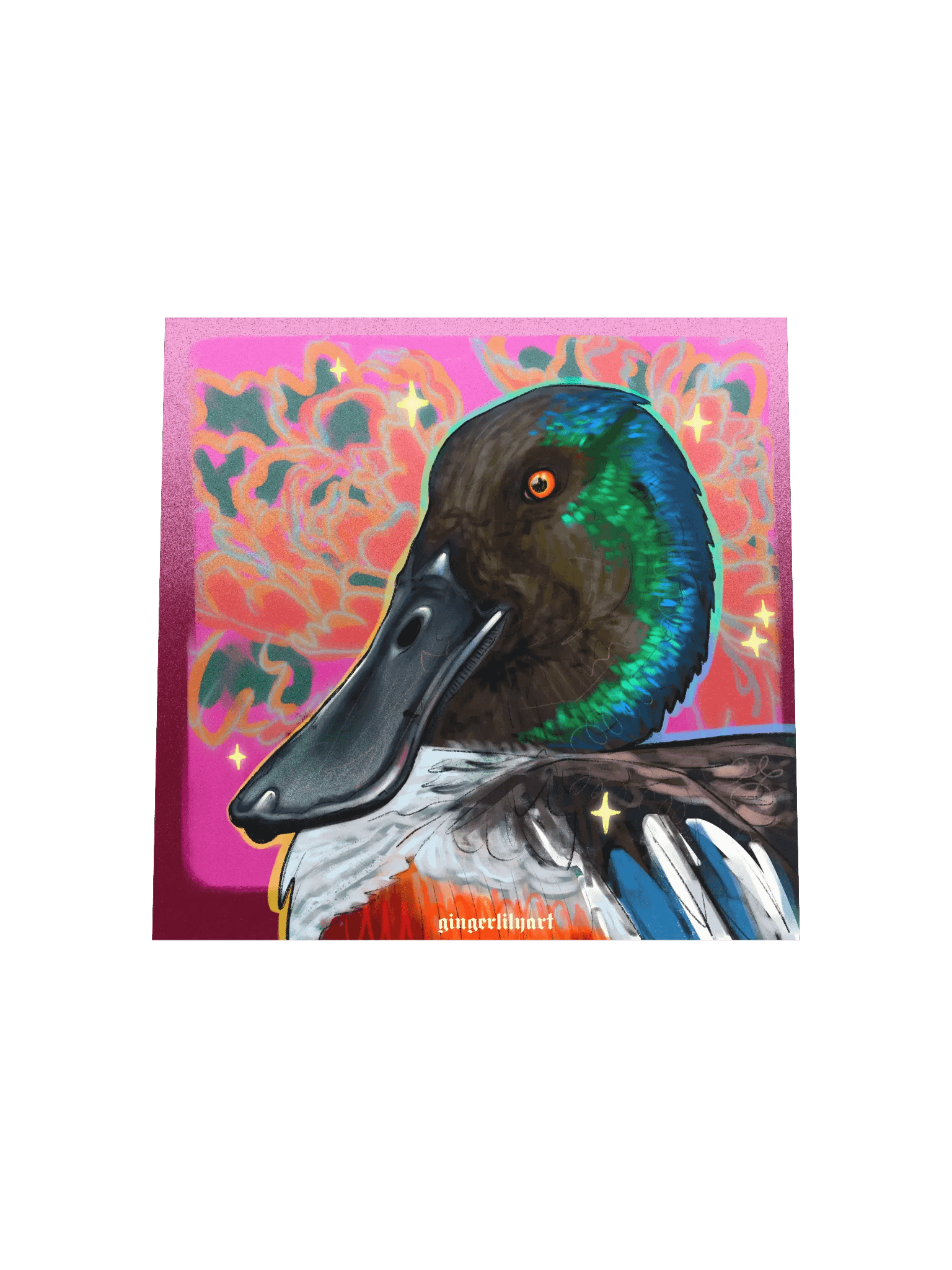 northern shoveler duck product image (8)