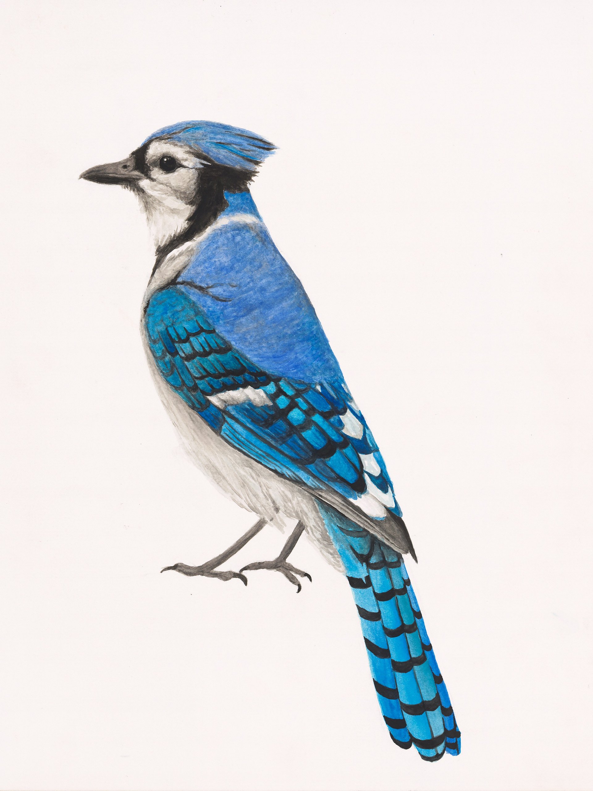Blue Jay - giclée print product image (1)