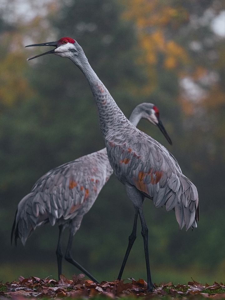 Sandhill Cranes product image (1)