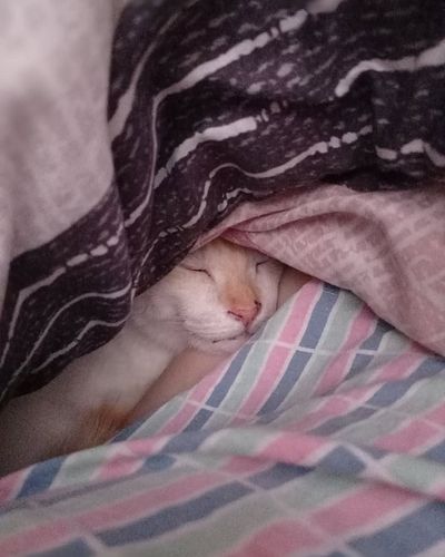 A little bit of rain and he acts like he's SUFFERING. 😂 #same

#cats  #lisa #tyla #whenimwithyou #kpop #misa #kitty