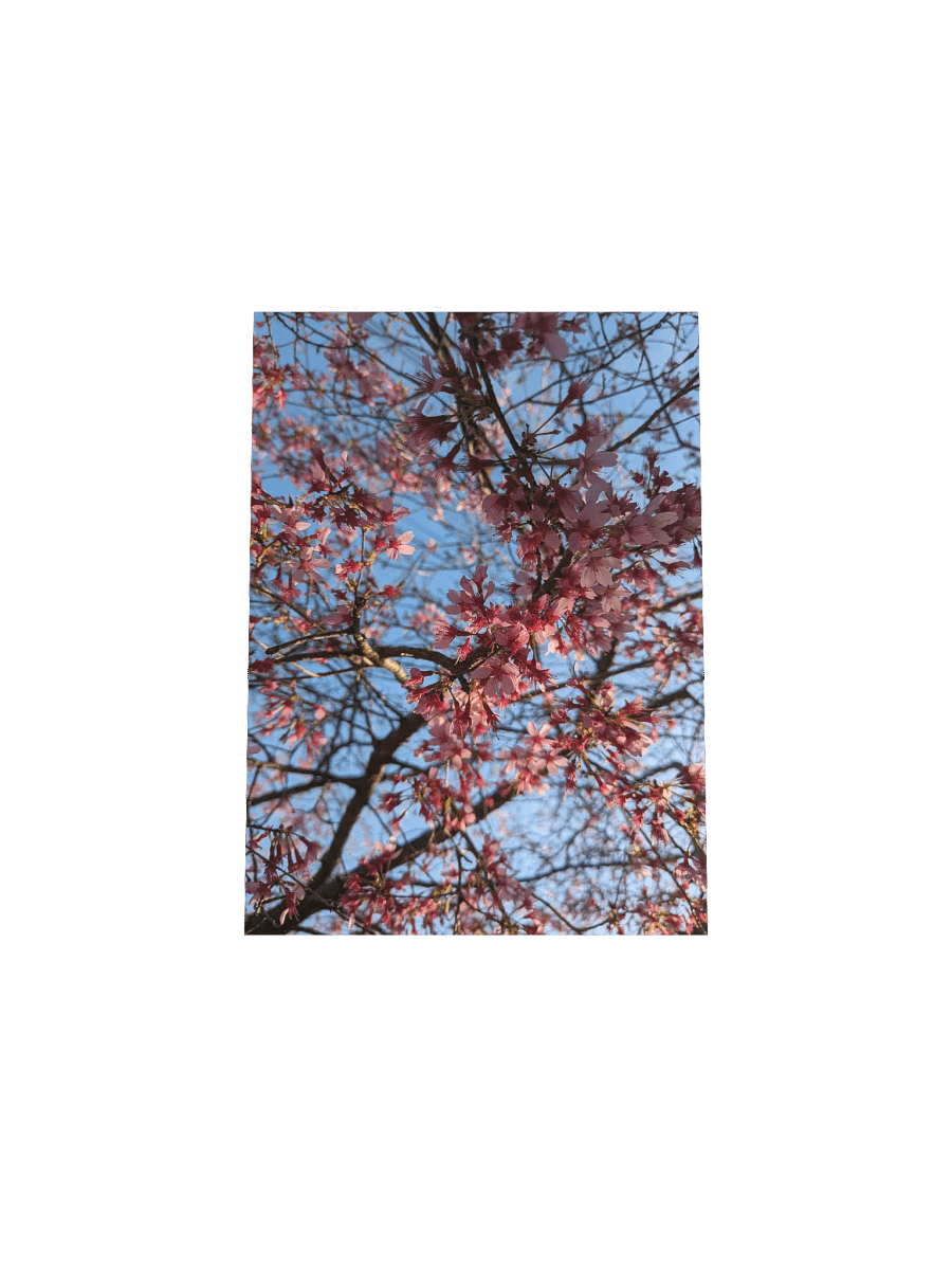 Baby Blossoms Poster product image (4)