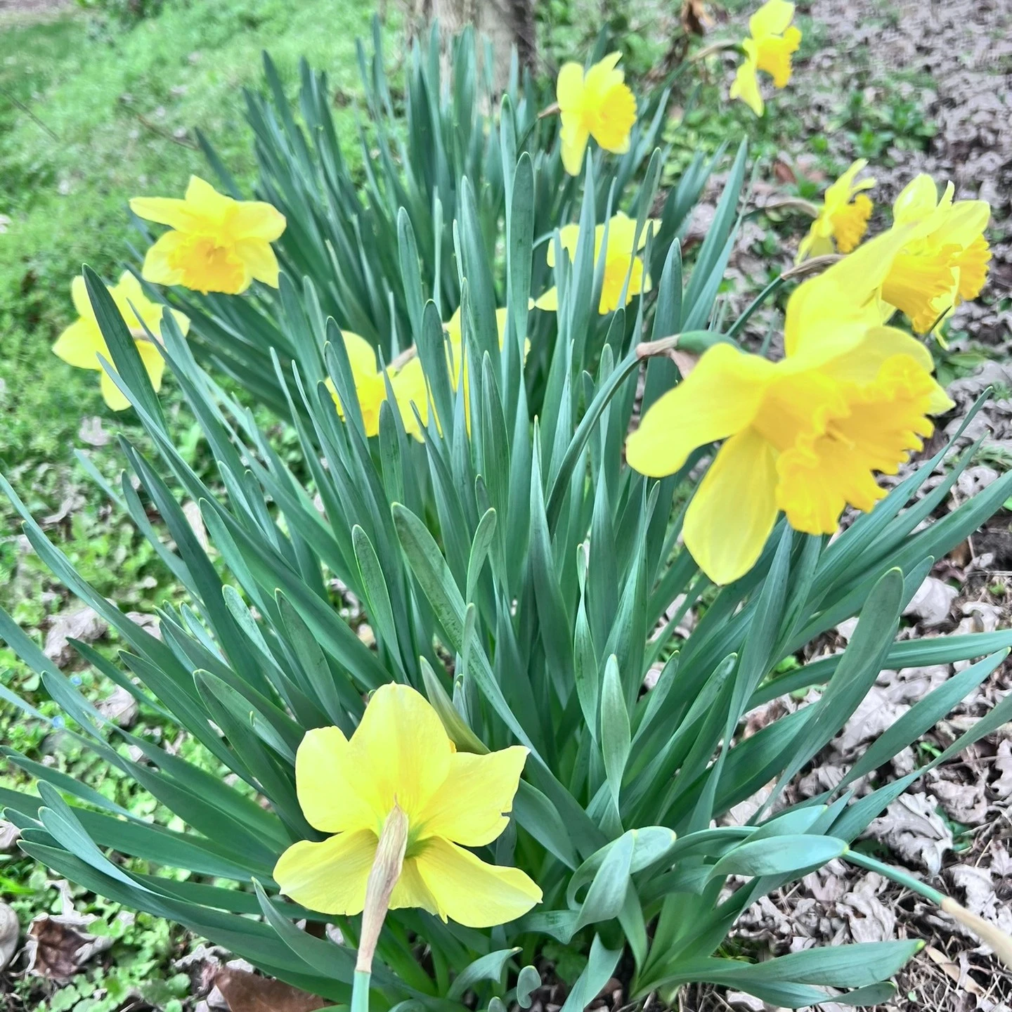 🌻Spring is officially here!🌻
Look at all the pretties popping up in the yard today...
Daffodils, grape hyacinths, wild violet...