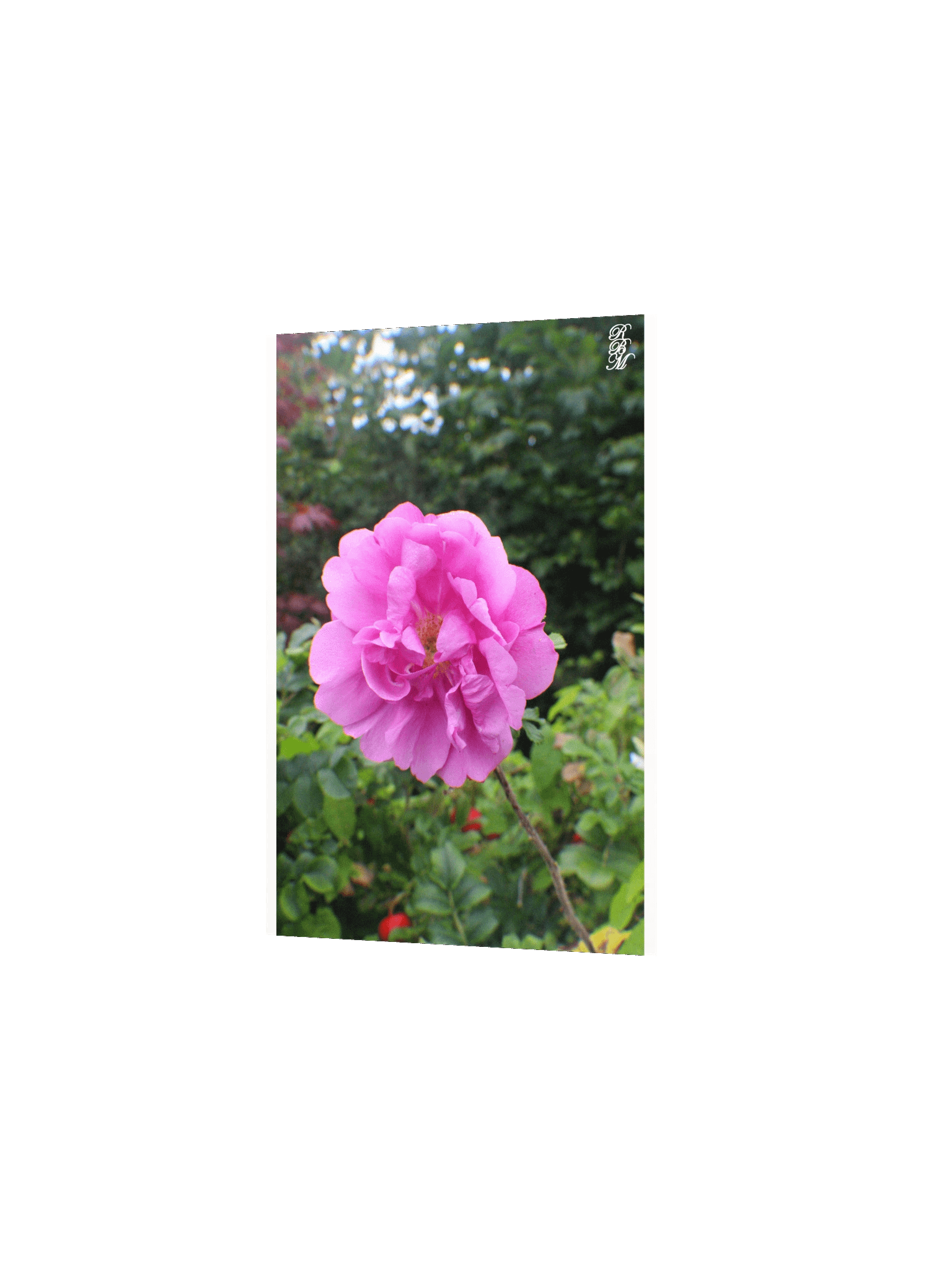 A Single Pink Flower product image (8)