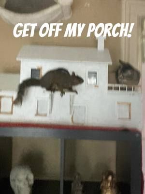 #pookythesquirrel #squirrel #pearljam 