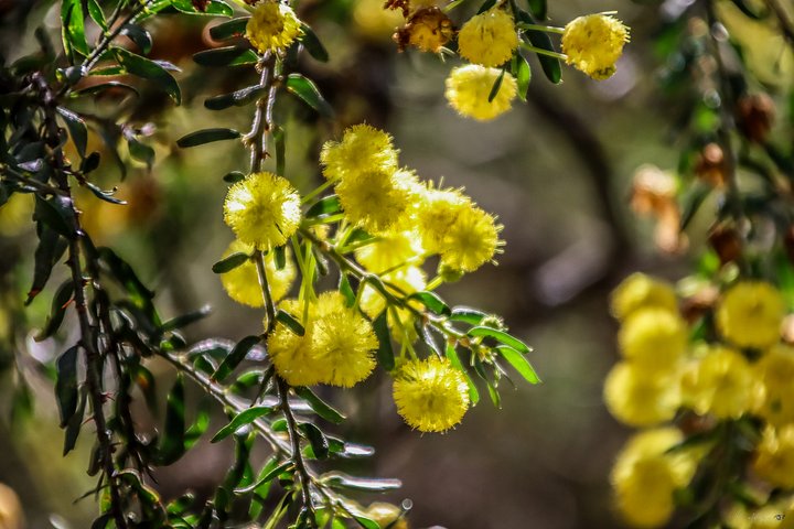 ☀️ Devil's Pom-Poms – Rayol Canadel product image (1)