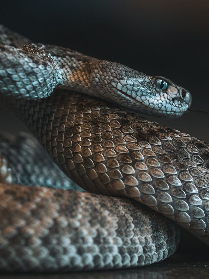 RattleSnake Coiled product image (1)