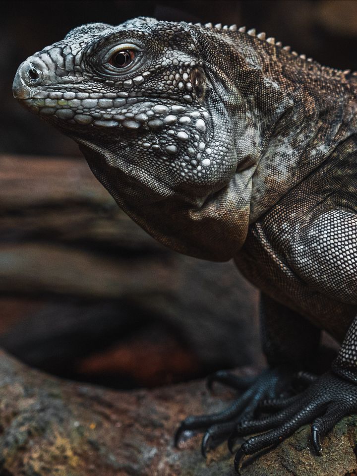 Lousi Hybrid Iguana product image (1)