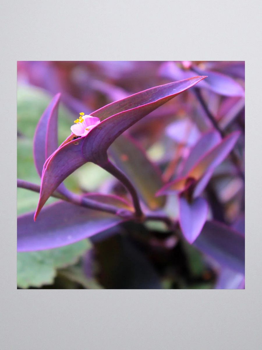 A Study in Flowers 9 - sticker version product image (3)
