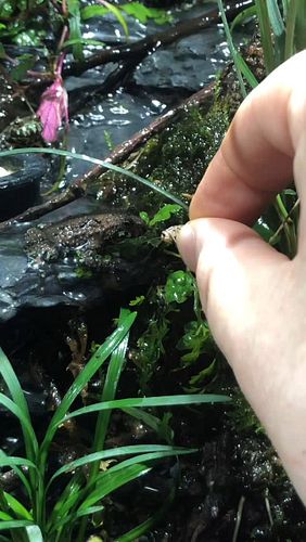 Frog stuff