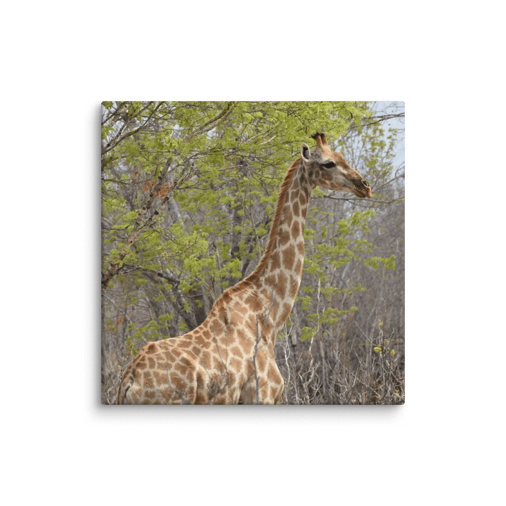 Giraffe In The Trees (Canvas Print) product image (1)