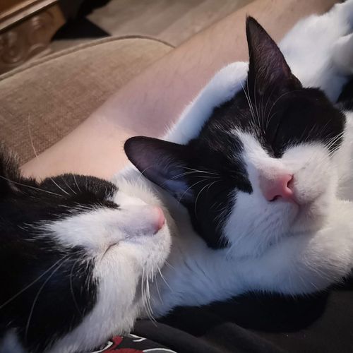 Some old pictures from my cats in 2018