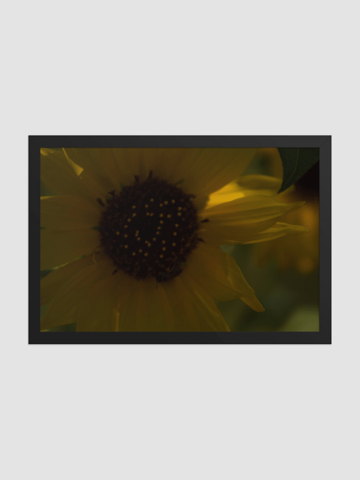 Sun flower Framed photography Poster product image (1)