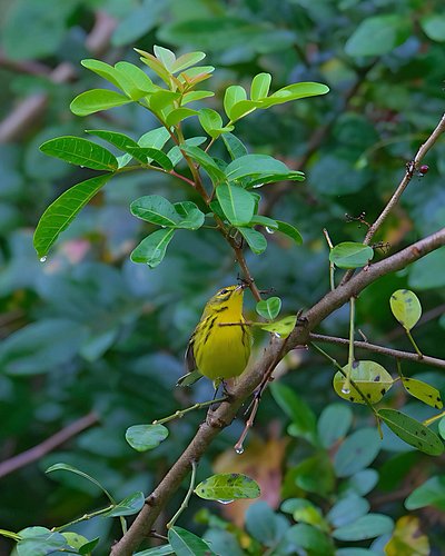 Captured the vibrant beauty of a Prairie Warbler in its natural habitat, a fleeting burst of yellow amidst the lush foliage. ...