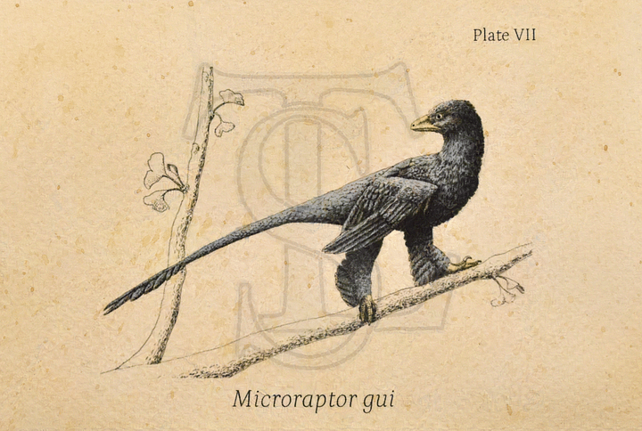 Microraptor gui Giclée Print (hand watercolored) product image (1)