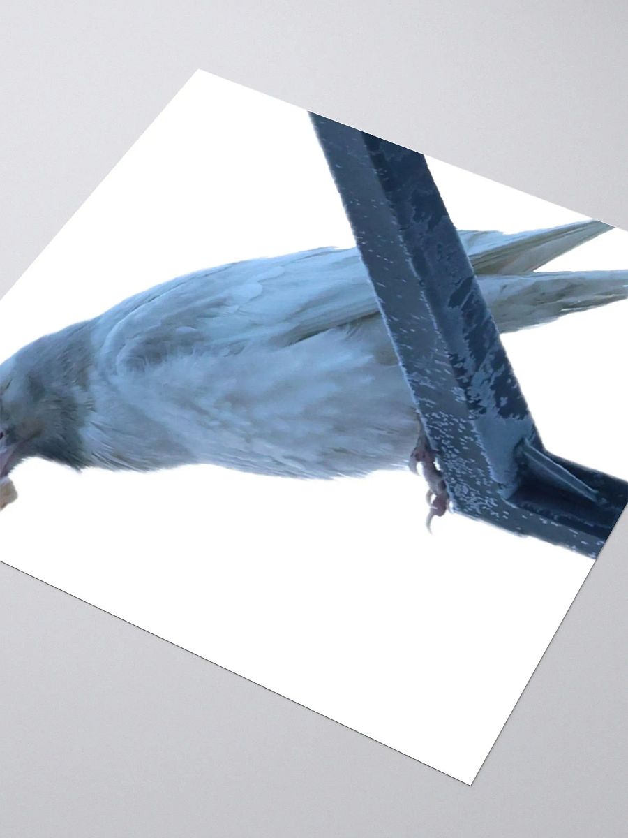 Anchorage White Raven product image (8)