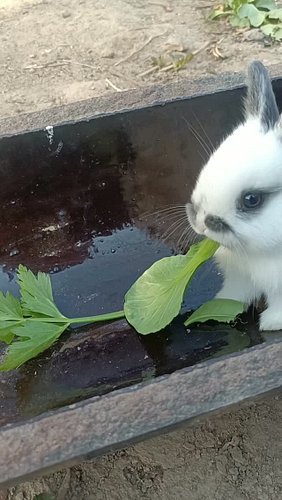 #rabbits #petlovers #rabbit #pet #pets pet supplies