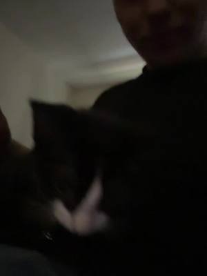 #kittycatsoftiktok 