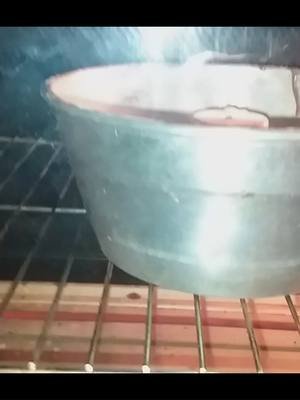 Como Hacer Marmolada Clásica para la venta – ¡Queda Perfecta para tomar con café o chocolatada! ¡Aprendé a preparar una marmolada casera súper esponjosa y deliciosa! En este video te muestro paso a paso cómo hacer este clásico bizcochuelo marmolado, ideal para compartir en la merienda con mate o cocido. Usamos ingredientes fáciles de conseguir y un toque de cacao 100% para un sabor inigualable. 🎂 Perfecto para vender o disfrutar en familia. 👇  ¡Dale play y sorprendé a todos con tu marmolada casera!  📝 Ingredientes   🥚 3 huevos  🍬 320 g de azúcar  🫒 120 ml de aceite 🥛 250 ml de leche  🍦 2 tapitas de esencia de vainilla  🌾 500 g de harina leudante  🍫 15 g de cacao 100% (si es posible)