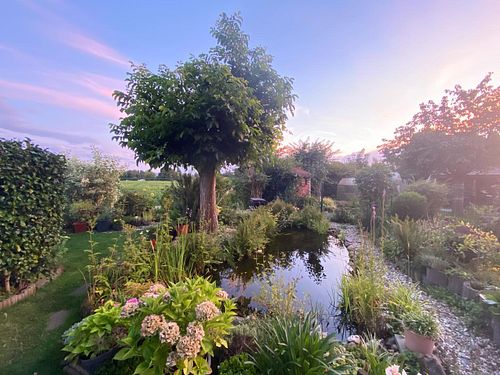 #Evening

#garden #gardening #nature #summer #sun #sunshine #sky #flowers #clouds