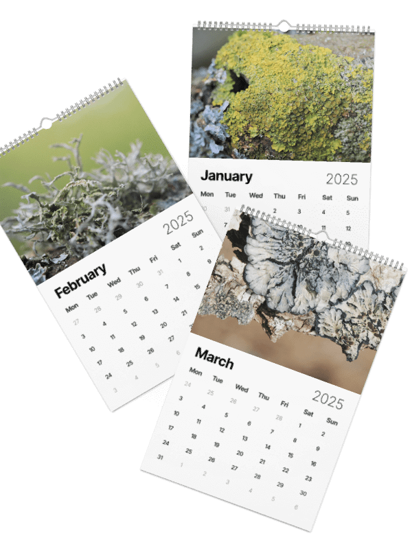 Lichen Calendar 2025 product image (3)