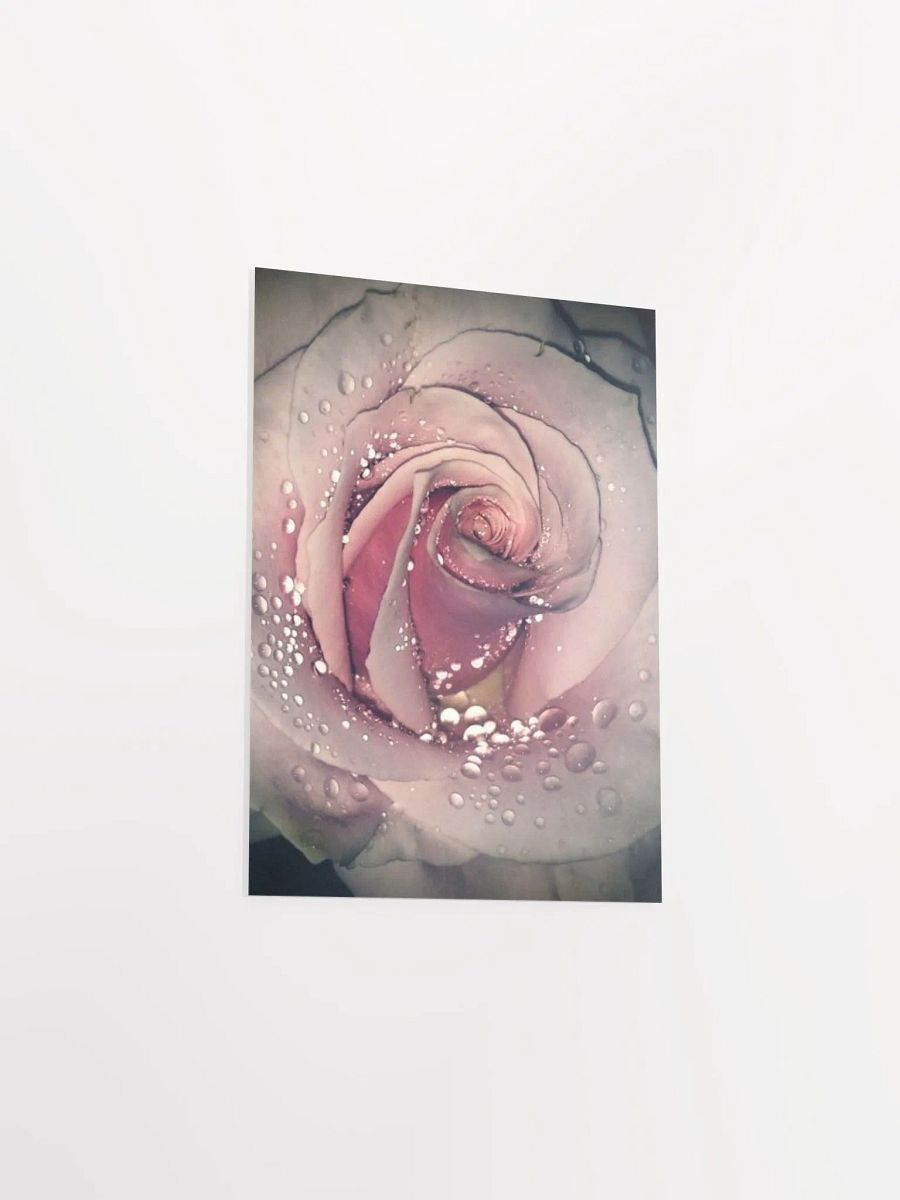 Rose product image (33)