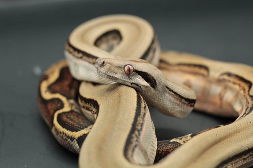 Winifred,  yearling Honduran Firebelly Boa 

#Boa #BoaSnakes ##BoaLover #boaimperator #BCI #localityboa #localitygem #hondura...