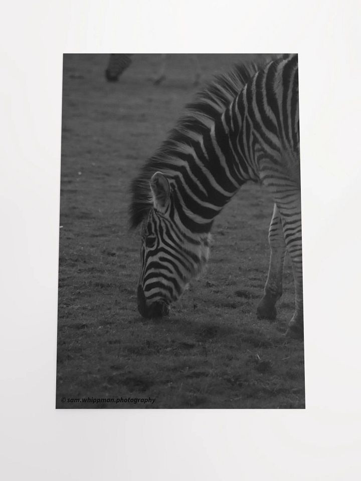 Zebra Prints product image (1)