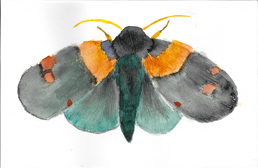 African Peach Moth Sticker (x2) product image (5)