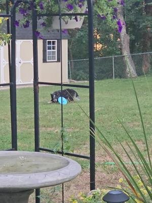 When you don't like other dogs but your frisbee is your life and friend. #blueheeler #dogsoftiktok #australiancattledog #bestlife #fypage #cattledog #doglover #backyardvibes #frisbee 