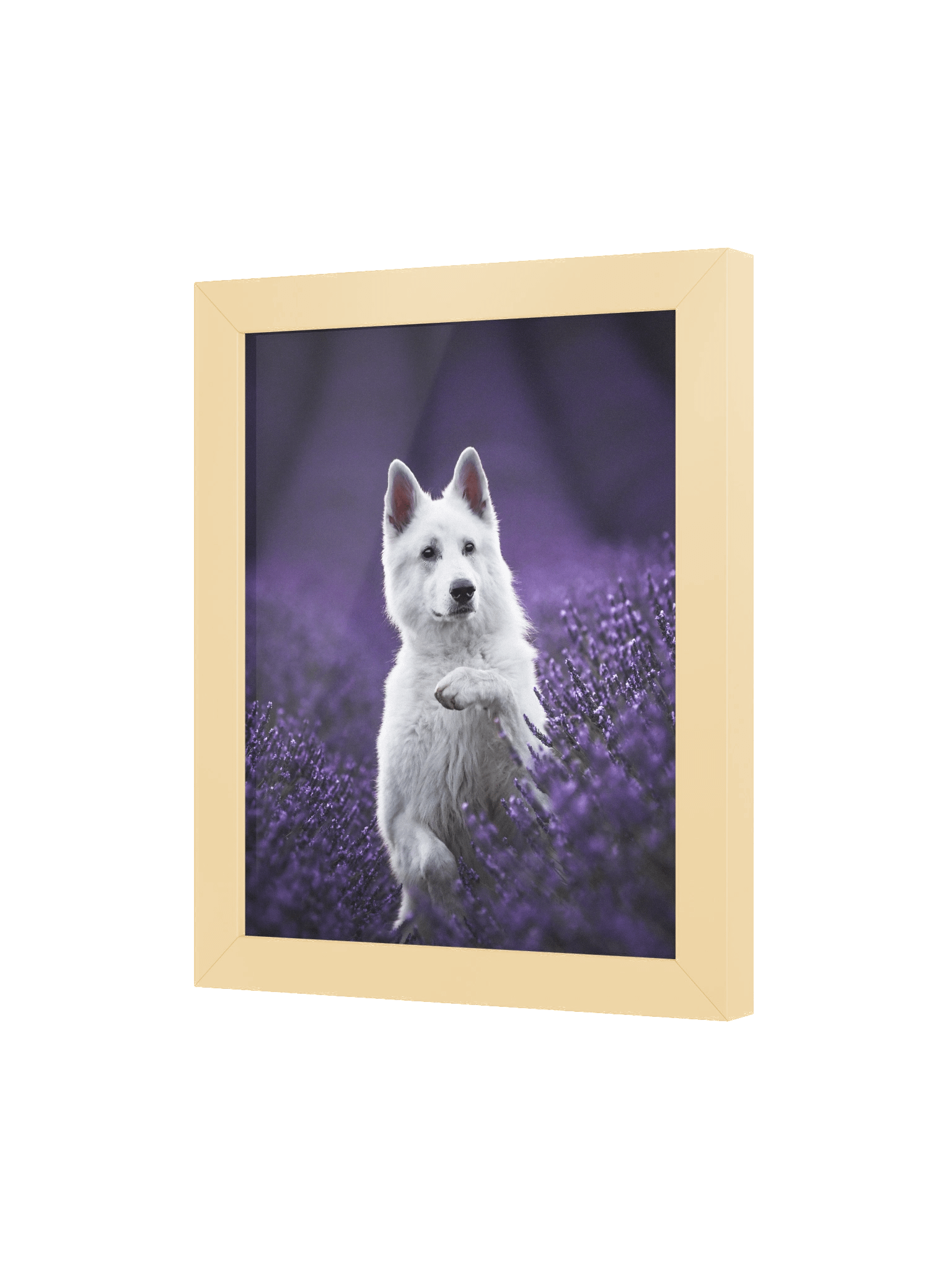 Rasta in the lavender fields product image (33)