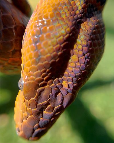 I’ve probably posted these photos before, but you know what? They’re worth posting again, because RAINBOW MAGIC SNAKE. 
****
...