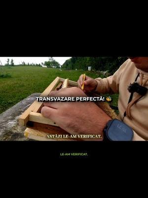 Rata de Succes 98%! Secretul Transvazării 🐝 #apicultură   #matci #transvazare #succes #larve #stup #starter #transfermatci #cresterematci #apicultori #albine #apiculturamoderna #apiculturadeprecizie #tehnologie #apicultura2025 #productivitate #stimularecontinua #dezvoltarealbine #organizare